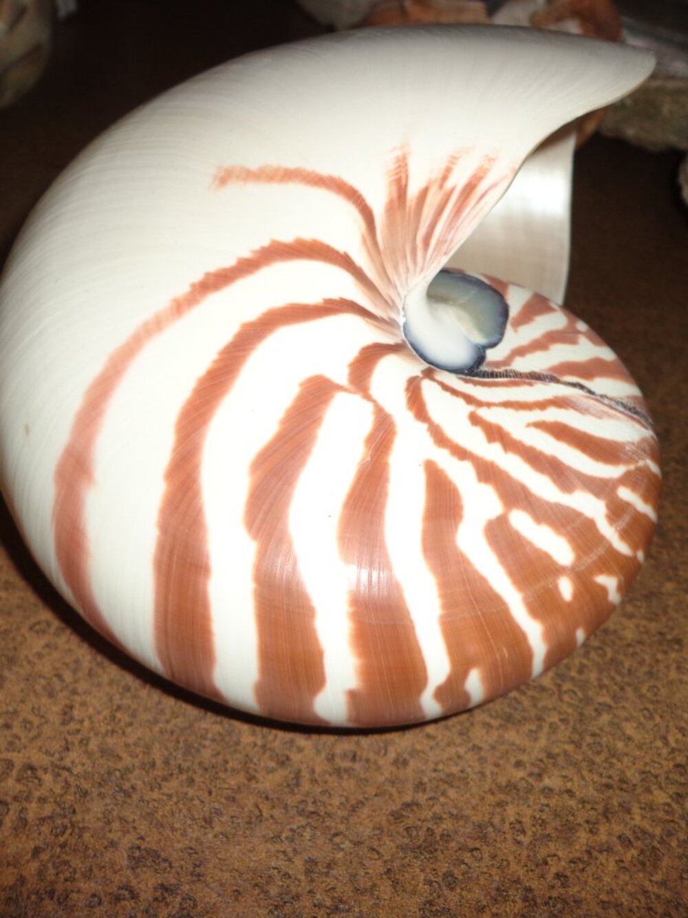 Sea Shell 8" Natural Nautilus Whole Nature's Beauty - Picture 6 of 7